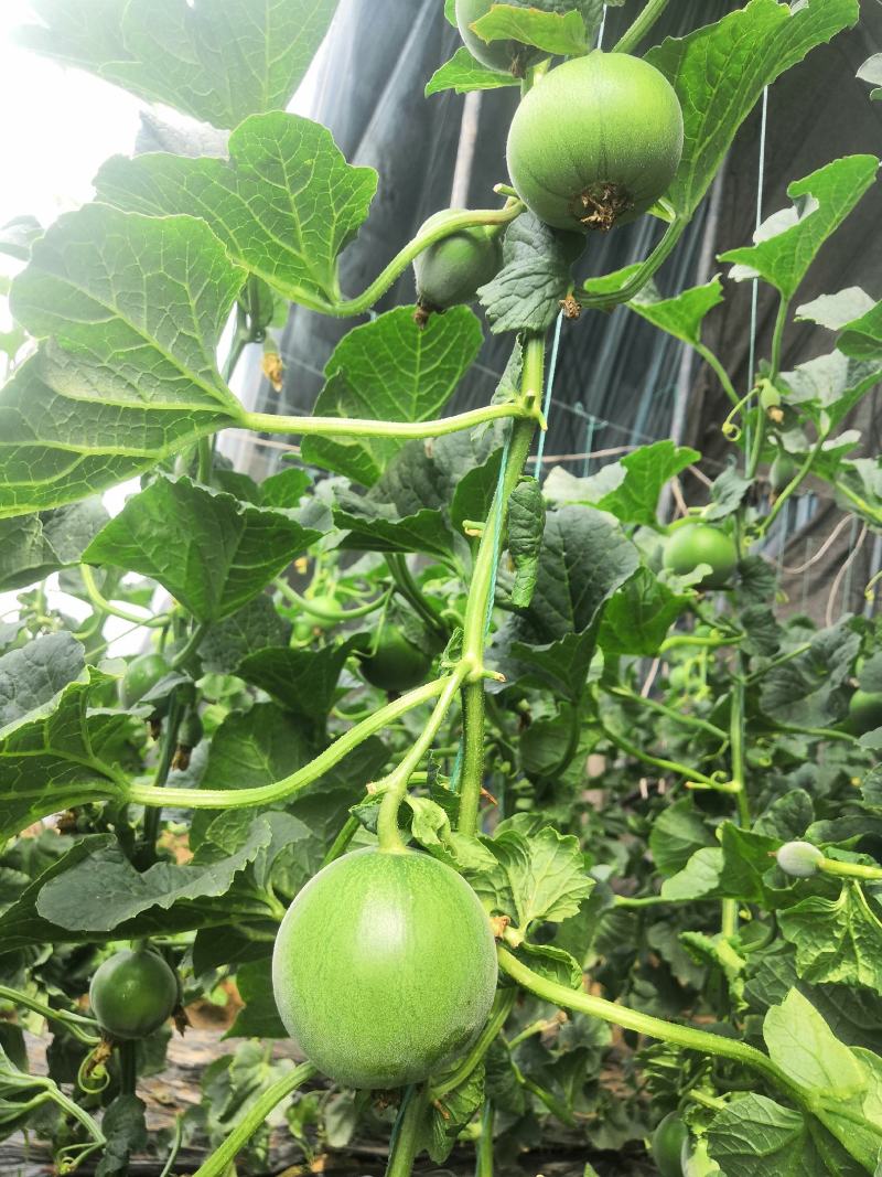 甜宝甜宝甜瓜预售头茬甜瓜，中旬上市欢迎新老客户来电订购