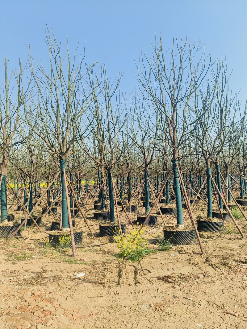 容器袋苗香樟，树形整齐，成活率100%，价格实惠