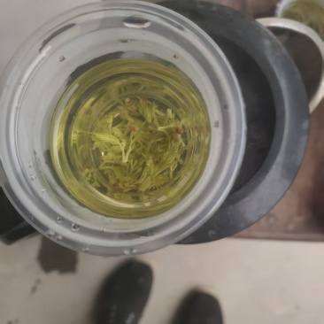 莓茶批发价380一斤，零售价588一斤，紫茶批发568