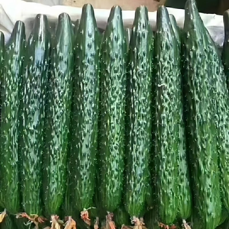 上海密刺黄瓜已上市，品质好价格优，量大从优，欢迎选购