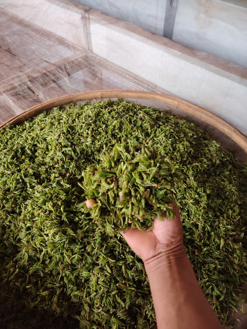 莓茶批发价380一斤，零售价588一斤，紫茶批发568