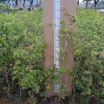 嘉宝果苗四季红妃嘉宝果苗水果苗嘉宝果树产地直发