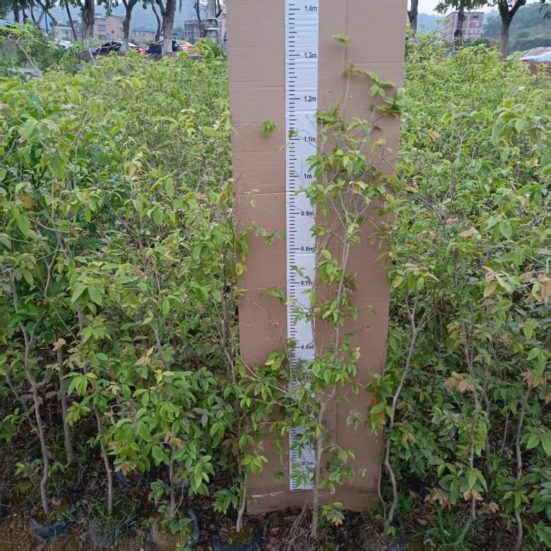嘉宝果苗四季红妃嘉宝果苗水果苗嘉宝果树产地直发