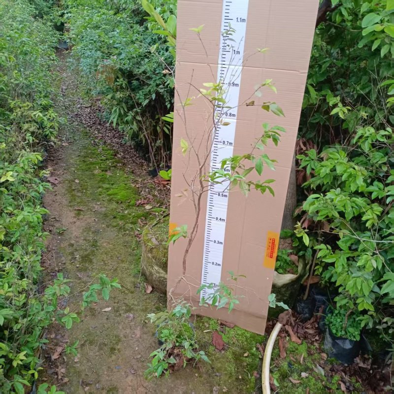 嘉宝果苗四季红妃嘉宝果苗水果苗嘉宝果树产地直发