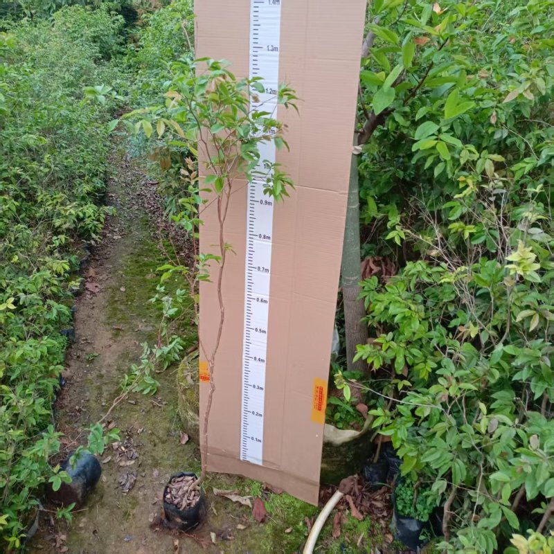 嘉宝果苗四季红妃嘉宝果苗水果苗嘉宝果树产地直发