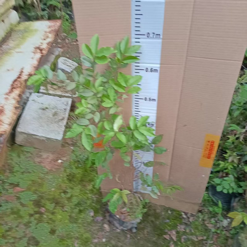 嘉宝果苗四季红妃嘉宝果苗水果苗嘉宝果树产地直发