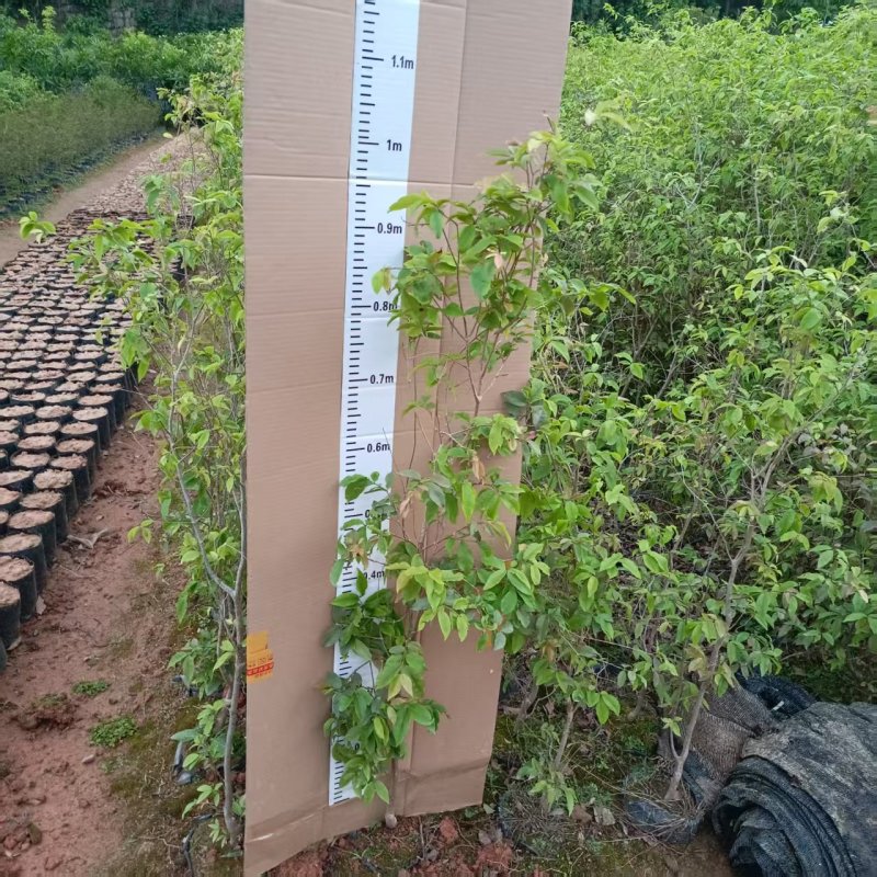嘉宝果苗四季红妃嘉宝果苗水果苗嘉宝果树产地直发