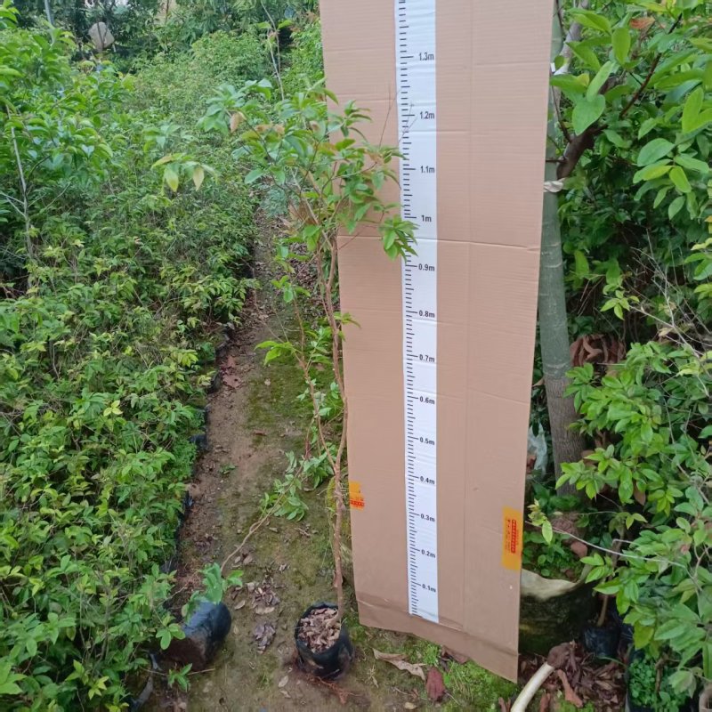 嘉宝果苗四季红妃嘉宝果苗水果苗嘉宝果树产地直发