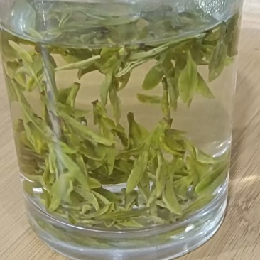 明前茶