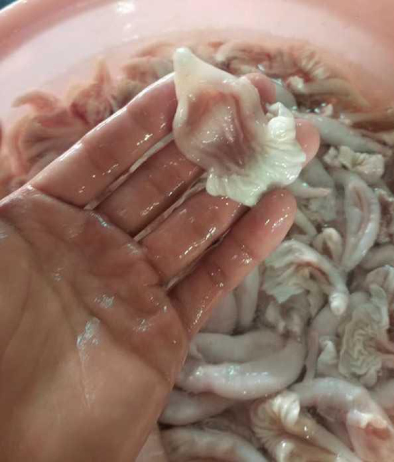 牛蛙活鲜新鲜现杀特大肉鲜冻半成品适合火锅烧烤商用批发