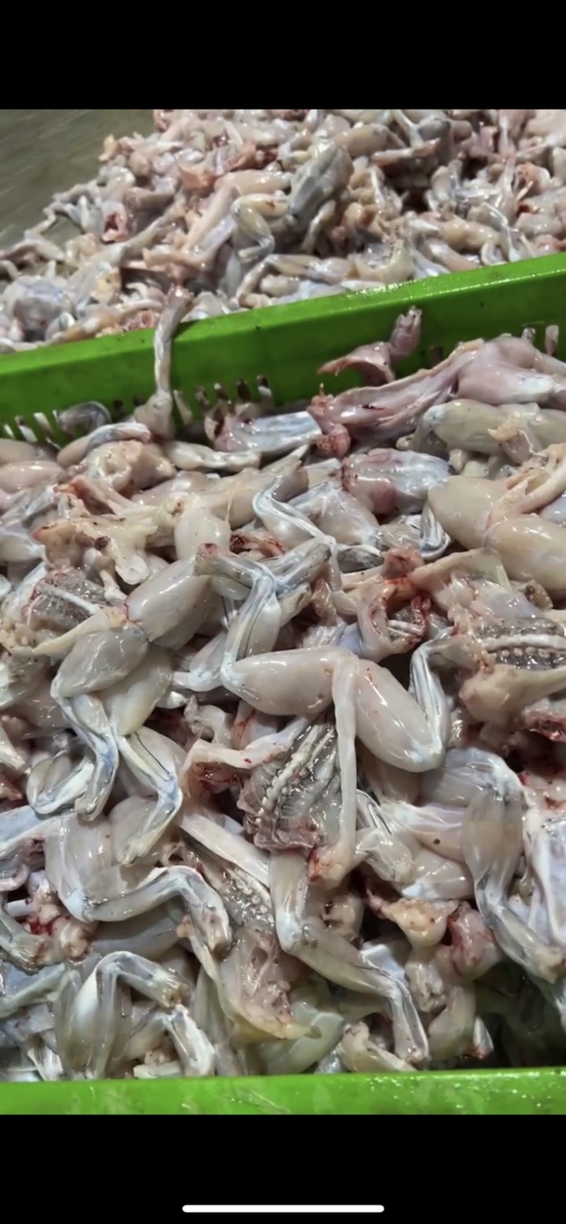 牛蛙活鲜新鲜现杀特大肉鲜冻半成品适合火锅烧烤商用批发