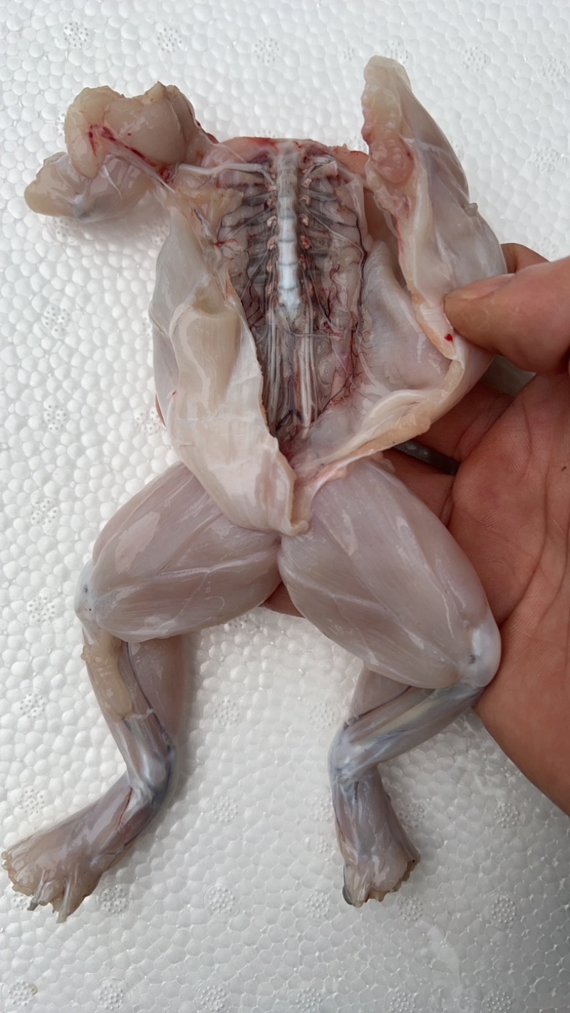 牛蛙活鲜新鲜现杀特大肉鲜冻半成品适合火锅烧烤商用批发