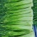 本地蒜苔，产地直发，供应市场，电商，代办全国发货