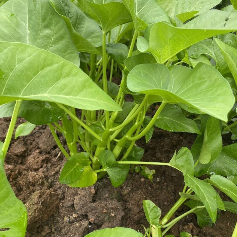 金榕三叉菜空心菜种子种籽苗四季菜苗带根种植菜种蔬菜菜籽