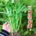 金榕三叉菜空心菜种子种籽苗四季菜苗带根种植菜种蔬菜菜籽
