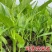 金榕三叉菜空心菜种子种籽苗四季菜苗带根种植菜种蔬菜菜籽