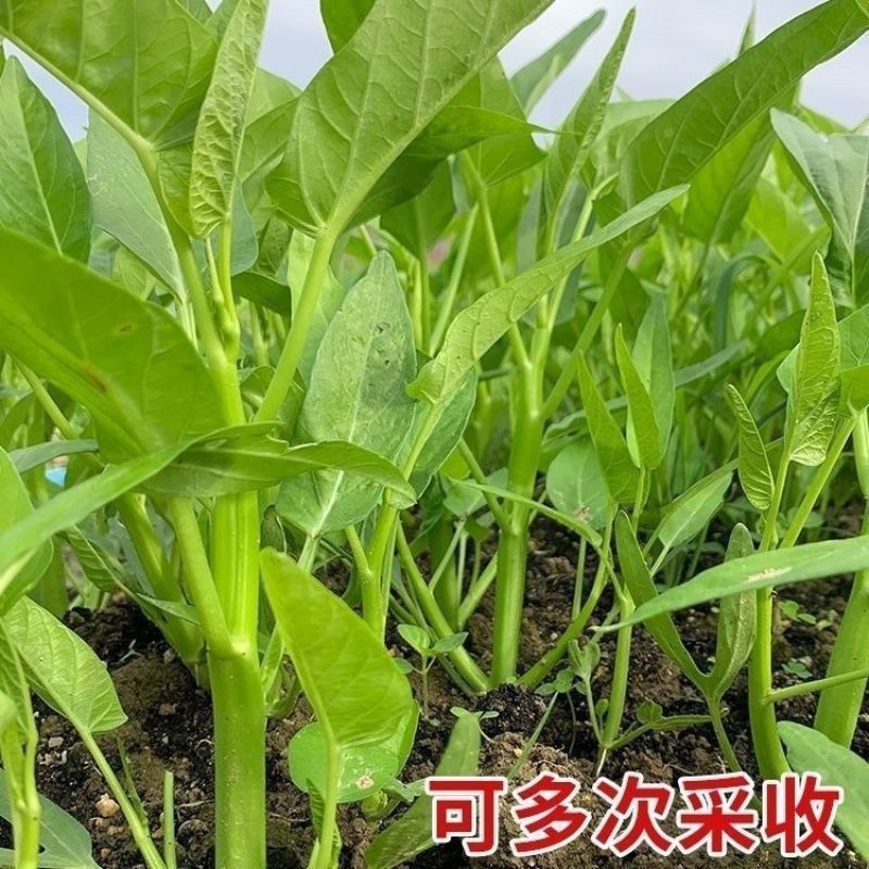 金榕三叉菜空心菜种子种籽苗四季菜苗带根种植菜种蔬菜菜籽