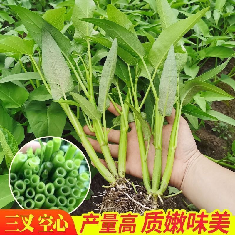 金榕三叉菜空心菜种子种籽苗四季菜苗带根种植菜种蔬菜菜籽