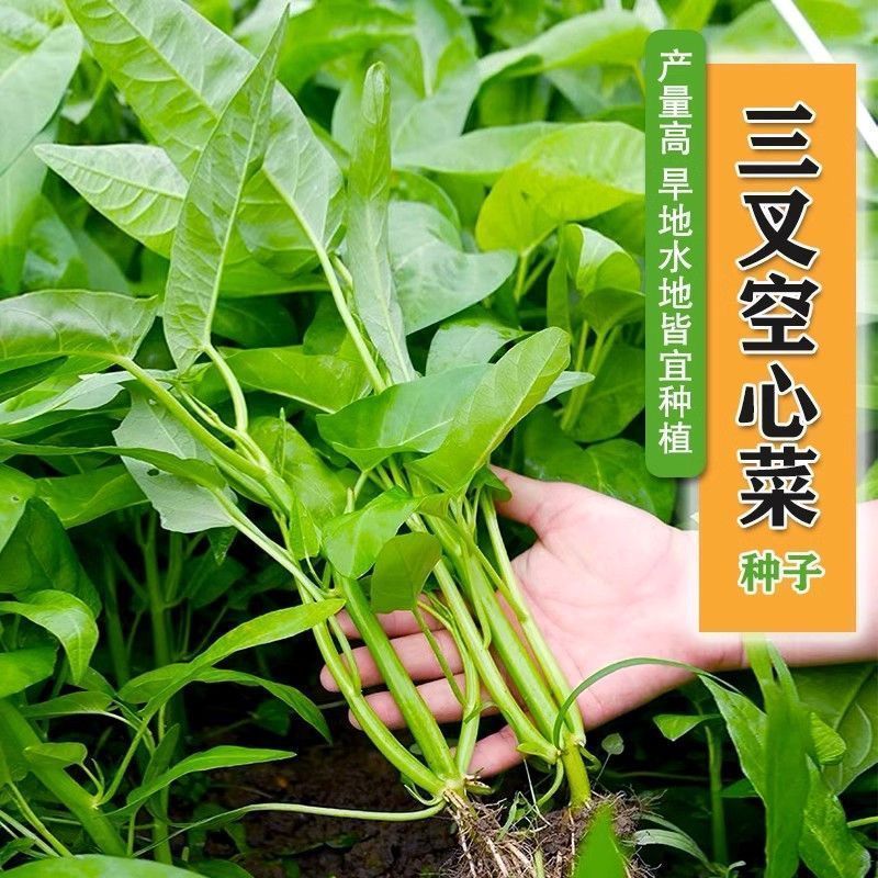金榕三叉菜空心菜种子种籽苗四季菜苗带根种植菜种蔬菜菜籽