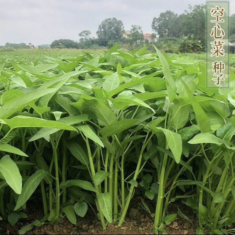 金榕三叉菜空心菜种子种籽苗四季菜苗带根种植菜种蔬菜菜籽