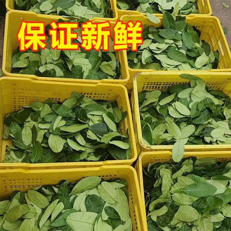 广东香水柠檬叶新鲜采摘，广州市增城区果园直发。