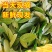 广东香水柠檬叶新鲜采摘，广州市增城区果园直发。