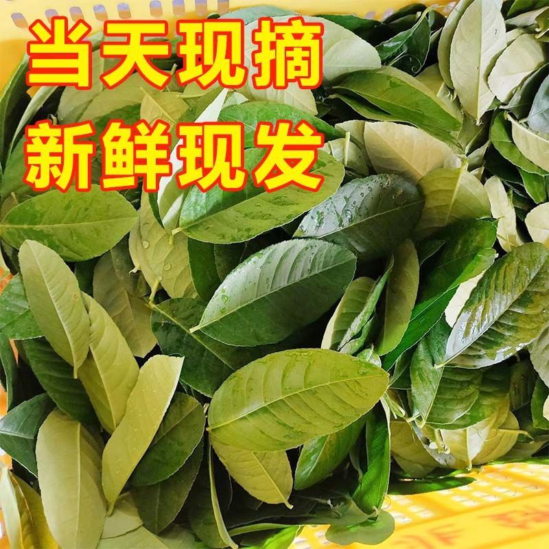 广东香水柠檬叶新鲜采摘，广州市增城区果园直发。