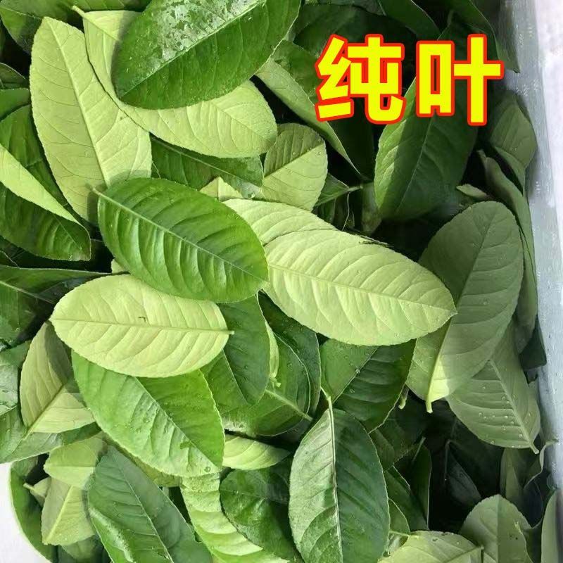 广东香水柠檬叶新鲜采摘，广州市增城区果园直发。