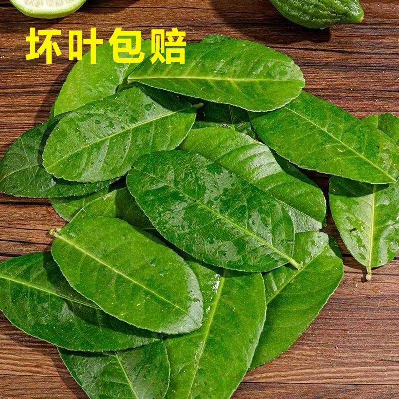 广东香水柠檬叶新鲜采摘，广州市增城区果园直发。