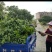 广东香水柠檬叶新鲜采摘，广州市增城区果园直发。