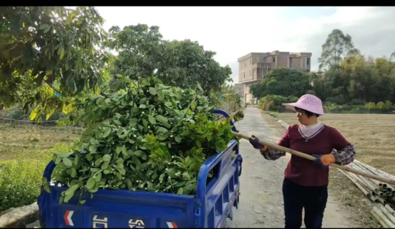 广东香水柠檬叶新鲜采摘，广州市增城区果园直发。
