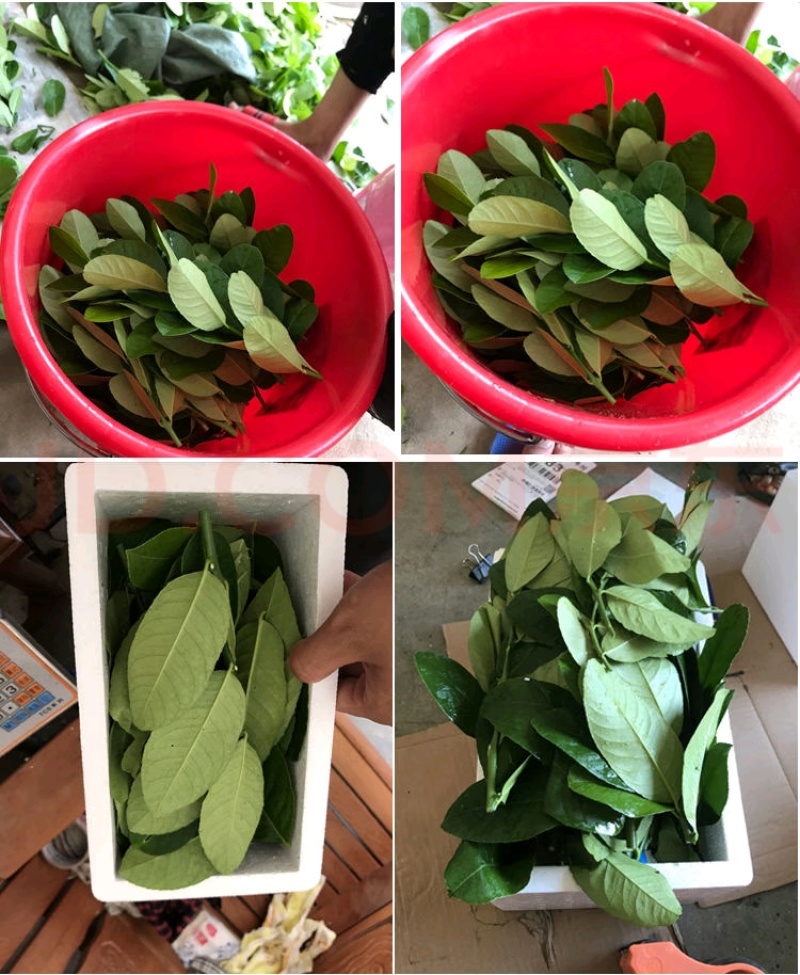 广东香水柠檬叶新鲜采摘，广州市增城区果园直发。
