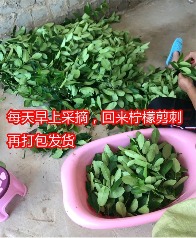 广东香水柠檬叶新鲜采摘，广州市增城区果园直发。