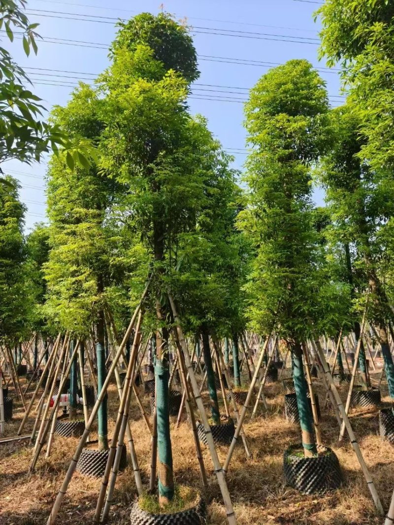 金丝楠木