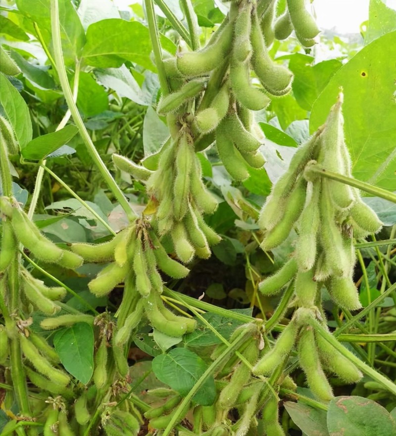灌豆1号黄豆种子农家大豆种子中熟夏大豆宜机收黑脐黄豆大田