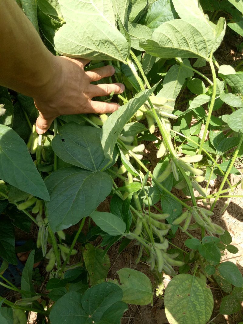 灌豆1号黄豆种子农家大豆种子中熟夏大豆宜机收黑脐黄豆大田