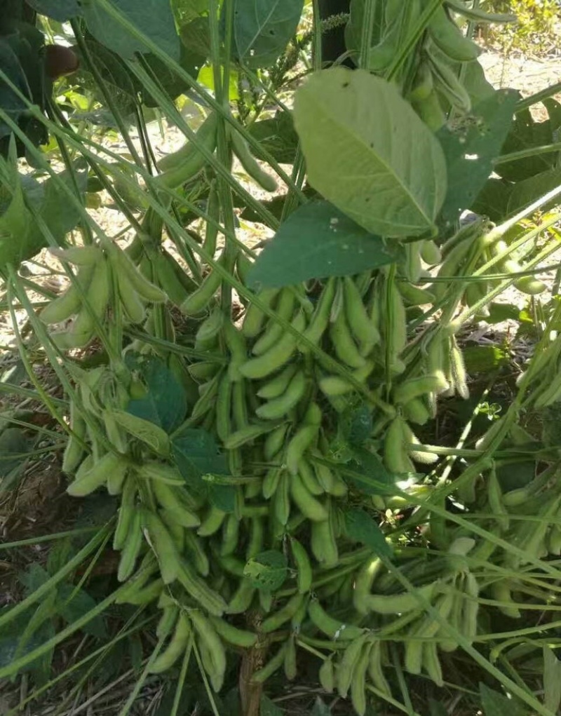 灌豆1号黄豆种子农家大豆种子中熟夏大豆宜机收黑脐黄豆大田