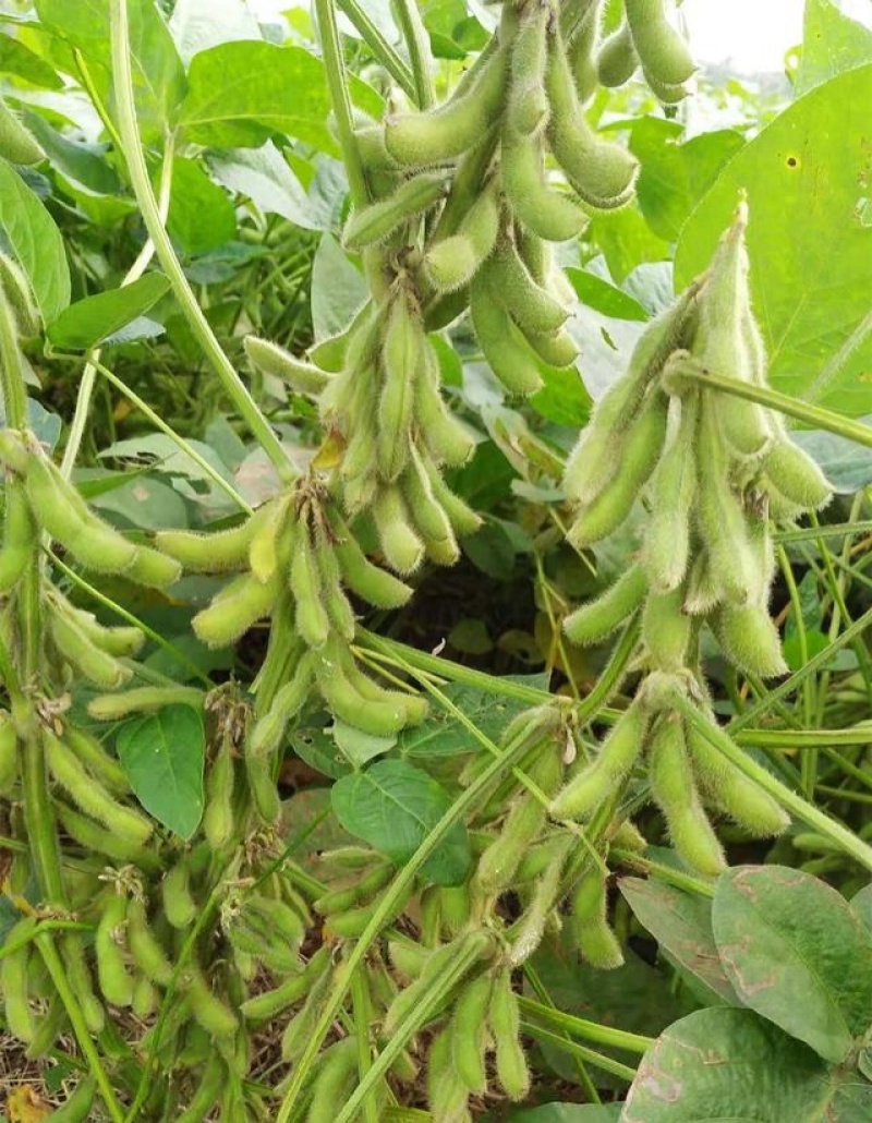 灌豆1号黄豆种子农家大豆种子中熟夏大豆宜机收黑脐黄豆大田