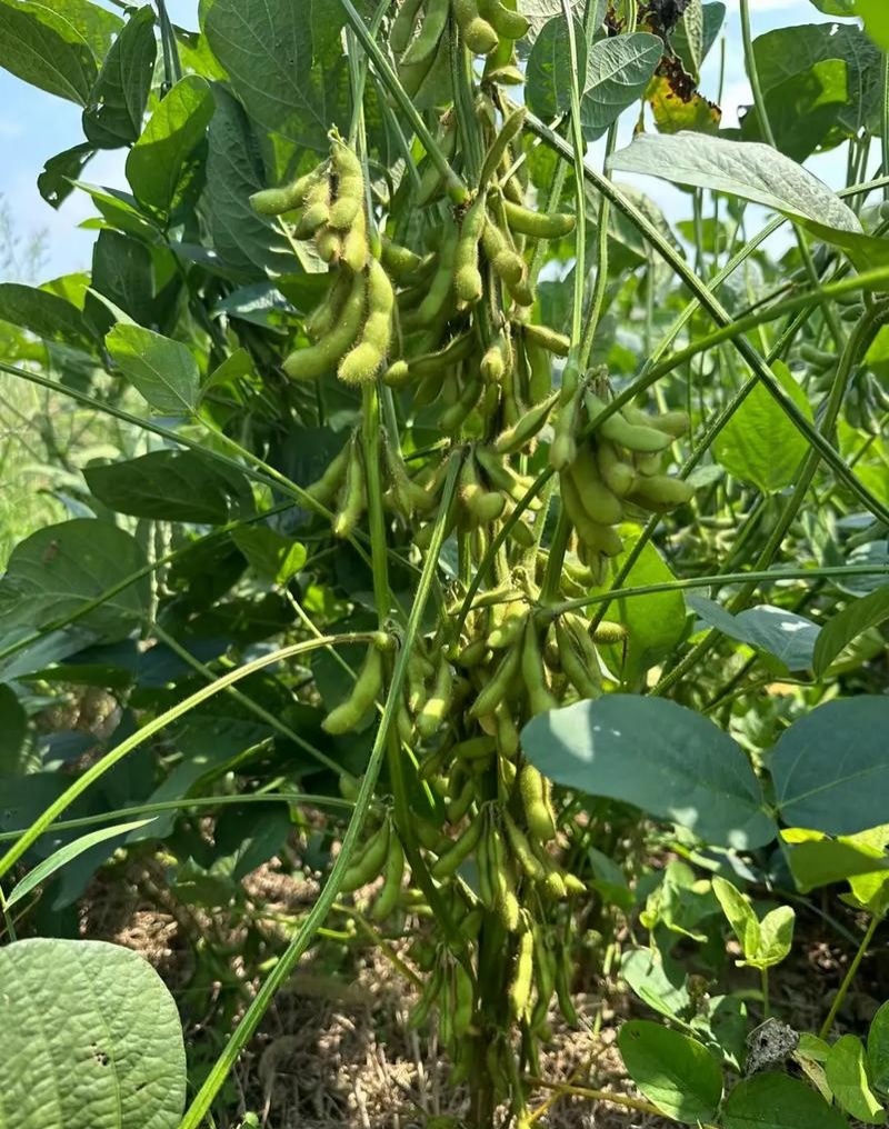 灌豆1号黄豆种子农家大豆种子中熟夏大豆宜机收黑脐黄豆大田