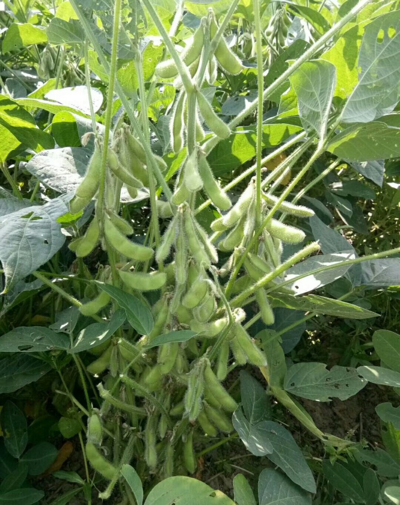 灌豆1号黄豆种子农家大豆种子中熟夏大豆宜机收黑脐黄豆大田