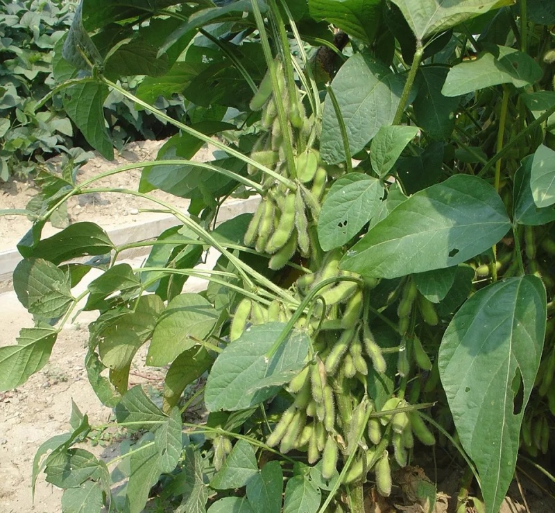 灌豆1号黄豆种子农家大豆种子中熟夏大豆宜机收黑脐黄豆大田