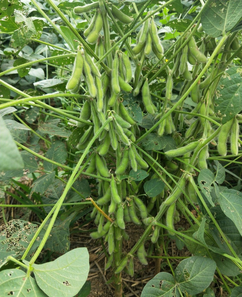 灌豆1号黄豆种子农家大豆种子中熟夏大豆宜机收黑脐黄豆大田
