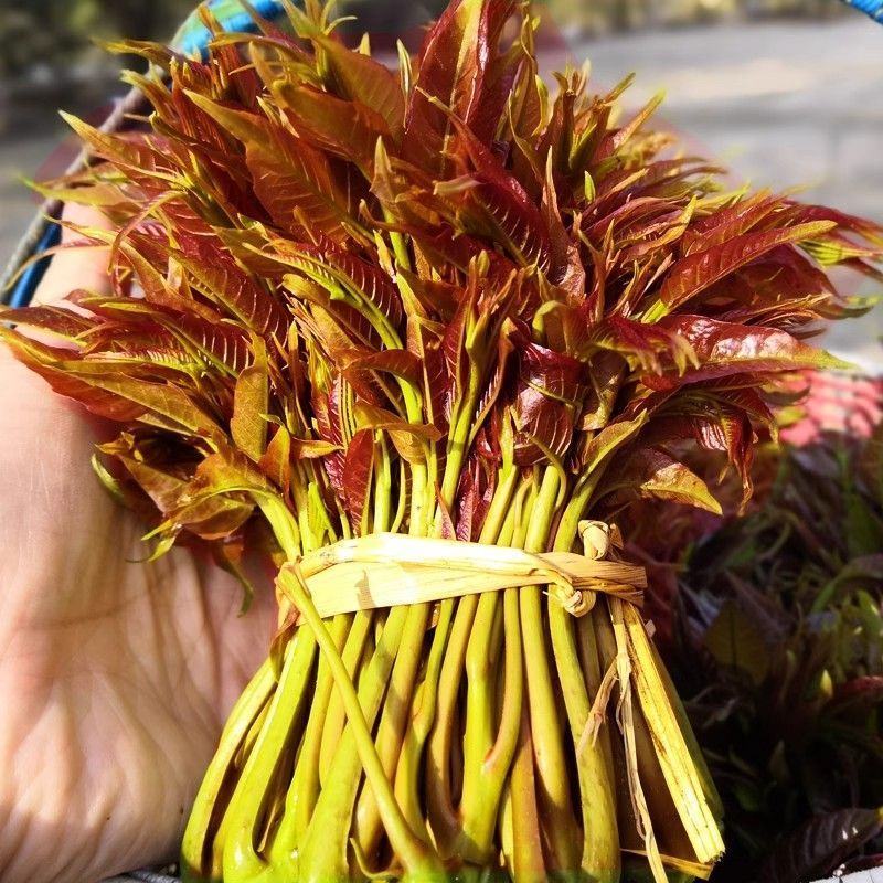 2025年香椿头新鲜香椿芽嫩芽现货速发当季新鲜蔬菜香椿
