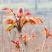 2025年香椿头新鲜香椿芽嫩芽现货速发当季新鲜蔬菜香椿