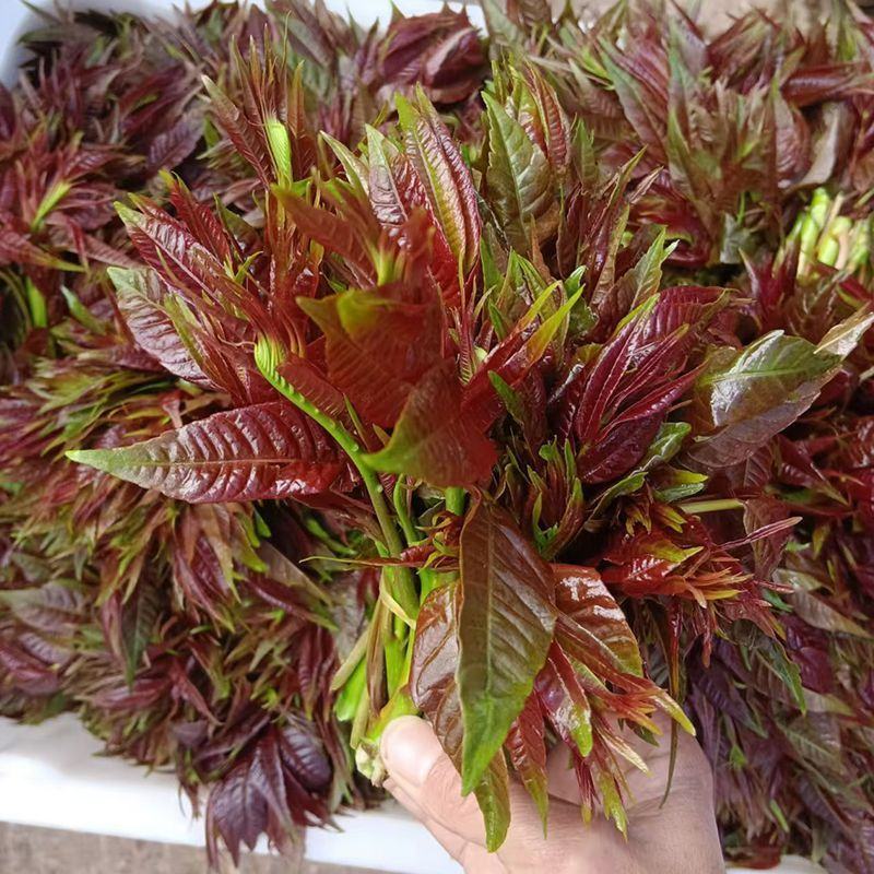 2025年香椿头新鲜香椿芽嫩芽现货速发当季新鲜蔬菜香椿