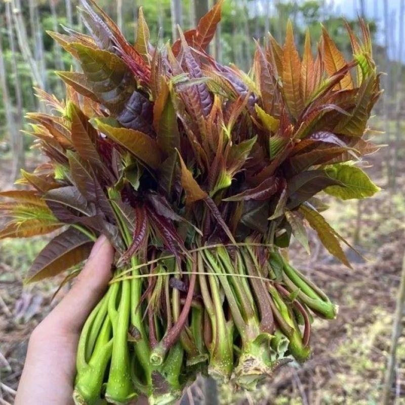 2025年香椿头新鲜香椿芽嫩芽现货速发当季新鲜蔬菜香椿