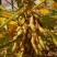 瑞豆一号黑脐黄豆种子高产非转基因大豆种籽春夏季大田种农家