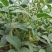 瑞豆一号黑脐黄豆种子高产非转基因大豆种籽春夏季大田种农家