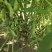 瑞豆一号黑脐黄豆种子高产非转基因大豆种籽春夏季大田种农家