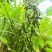 瑞豆一号黑脐黄豆种子高产非转基因大豆种籽春夏季大田种农家